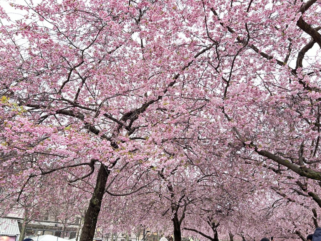 王立公園で咲いていた桜