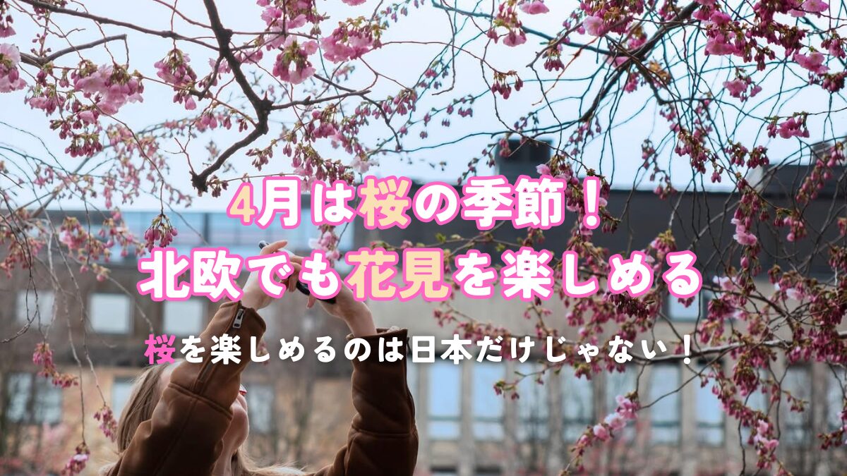 4月は桜の季節！北欧でも花見を楽しめる